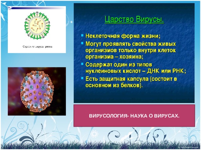 ВИРУСОЛОГИЯ- НАУКА О ВИРУСАХ. 