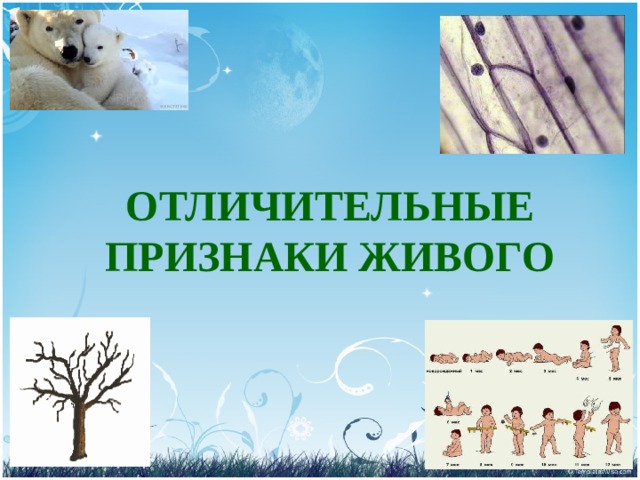 ОТЛИЧИТЕЛЬНЫЕ ПРИЗНАКИ ЖИВОГО 