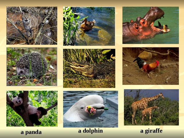 a lynx a hippo a duck a cockerel a hedgehog a crocodile a dolphin a giraffe a panda  