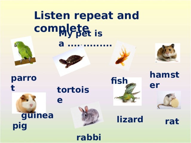 Listen repeat and complete My pet is a .............. .  hamster  parrot  fish  tortoise  lizard  rat  guinea pig  rabbit 