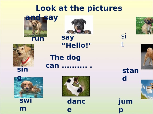  Look at the pictures and say sit say “Hello!’ run  The dog can .......... . sing stand swim dance jump 