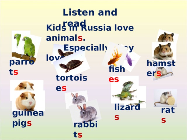 Listen and read Kids in Russia love animal s .  Especially they love: parrot s hamster s fish es tortoise s lizard s rat s guinea pig s rabbit s 
