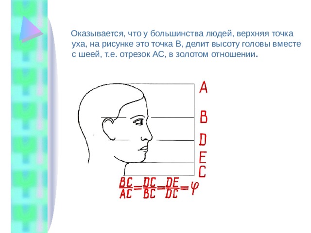  Оказывается, что у большинства людей, верхняя точка уха, на рисунке это точка В, делит высоту головы вместе с шеей, т.е. отрезок АС, в золотом отношении . 