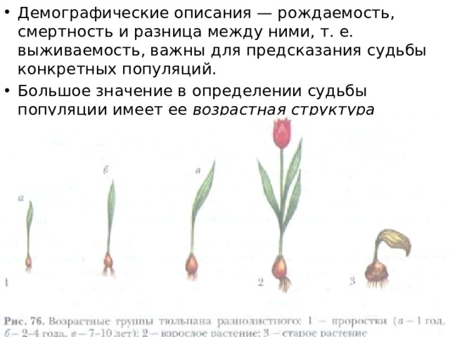 Температура тюльпанов. Жизненный цикл луковицы тюльпана. Размножение тюльпанов. Размножение тюльпанов луковицами. Возрастные этапы в жизни растений.