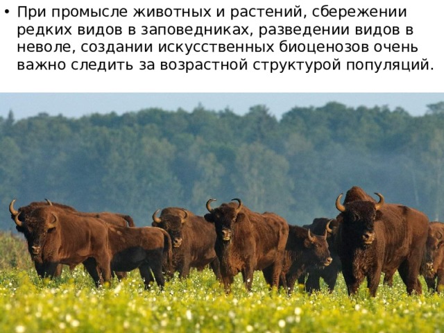При промысле животных и растений, сбережении редких видов в заповедниках, разведении видов в неволе, создании искусственных биоценозов очень важно следить за возрастной структурой популяций. 