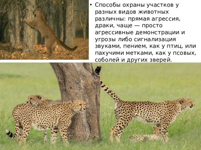Способы охраны участков у разных видов животных различны: прямая агрессия, драки, чаще — просто агрессивные демонстрации и угрозы либо сигнализация звуками, пением, как у птиц, или пахучими метками, как у псовых, соболей и других зверей. 