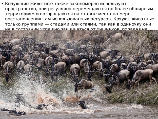 Кочующие животные также закономерно используют пространство, они регулярно перемещаются по более обширным территориям и возвращаются на старые места по мере восстановления там использованных ресурсов. Кочуют животные только группами — стадами или стаями, так как в одиночку они не в состоянии успешно защищаться от хищников, попадая на новую территорию. 