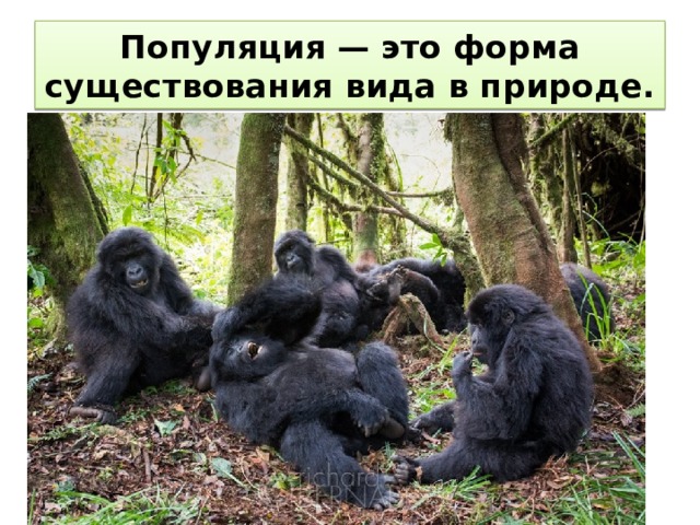 Популяция — это форма существования вида в природе. 