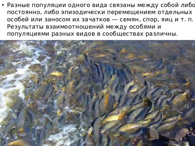 Разные популяции одного вида связаны между собой либо постоянно, либо эпизодически перемещением отдельных особей или заносом их зачатков — семян, спор, яиц и т. п. Результаты взаимоотношений между особями и популяциями разных видов в сообществах различны. 