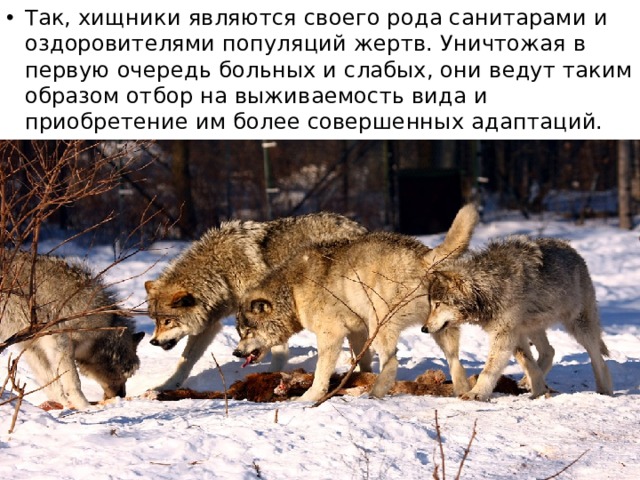 Так, хищники являются своего рода санитарами и оздоровителями популяций жертв. Уничтожая в первую очередь больных и слабых, они ведут таким образом отбор на выживаемость вида и приобретение им более совершенных адаптаций. 