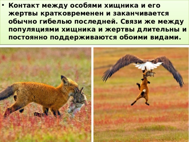 Контакт между особями хищника и его жертвы кратковременен и заканчивается обычно гибелью последней. Связи же между популяциями хищника и жертвы длительны и постоянно поддерживаются обоими видами. 