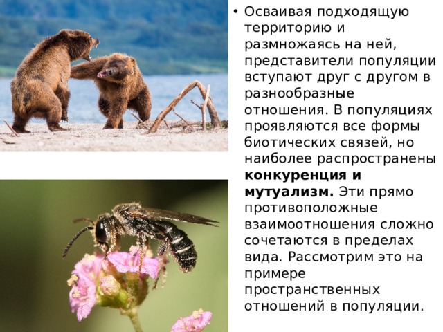 Осваивая подходящую территорию и размножаясь на ней, представители популяции вступают друг с другом в разнообразные отношения. В популяциях проявляются все формы биотических связей, но наиболее распространены конкуренция и мутуализм. Эти прямо противоположные взаимоотношения сложно сочетаются в пределах вида. Рассмотрим это на примере пространственных отношений в популяции. 