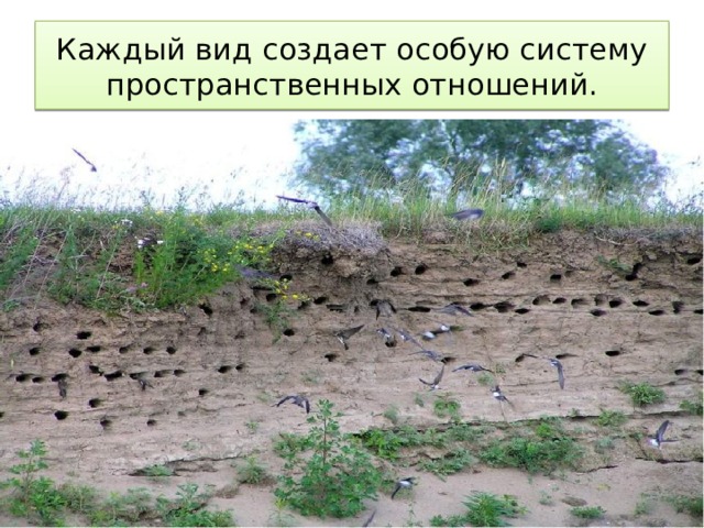 Каждый вид создает особую систему пространственных отношений. 