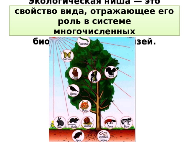 Экологическая ниша — это свойство вида, отражающее его роль в системе  многочисленных биоценотических связей. 