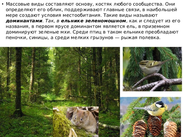 Массовые виды составляют основу, костяк любого сообщества. Они определяют его облик, поддерживают главные связи, в наибольшей мере создают условия местообитания. Такие виды называют доминантами . Так, в ельнике зеленомошном , как и следует из его названия, в первом ярусе доминантом является ель, в приземном доминируют зеленые мхи. Среди птиц в таком ельнике преобладают пеночки, синицы, а среди мелких грызунов — рыжая полевка. 