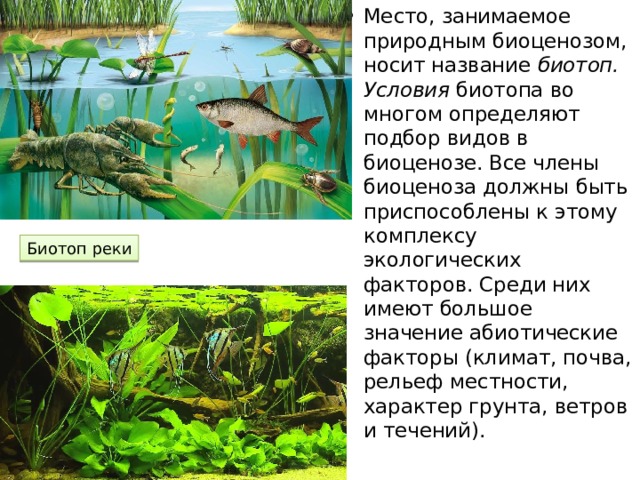 Место, занимаемое природным биоценозом, носит название биотоп. Условия биотопа во многом определяют подбор видов в биоценозе. Все члены биоценоза должны быть приспособлены к этому комплексу экологических факторов. Среди них имеют большое значение абиотические факторы (климат, почва, рельеф местности, характер грунта, ветров и течений). Биотоп реки 