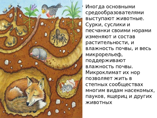 Иногда основными средообразователями выступают животные. Сурки, суслики и песчанки своими норами изменяют и состав растительности, и влажность почвы, и весь микрорельеф, поддерживают влажность почвы. Микроклимат их нор позволяет жить в степных сообществах многим видам насекомых, пауков, ящериц и других животных 