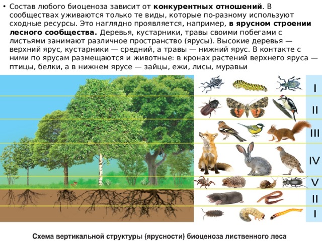 Состав любого биоценоза зависит от конкурентных отношений . В сообществах уживаются только те виды, которые по-разному используют сходные ресурсы. Это наглядно проявляется, например, в ярусном строении лесного сообщества. Деревья, кустарники, травы своими побегами с листьями занимают различное пространство (ярусы). Высокие деревья — верхний ярус, кустарники — средний, а травы — нижний ярус. В контакте с ними по ярусам размещаются и животные: в кронах растений верхнего яруса — птицы, белки, а в нижнем ярусе — зайцы, ежи, лисы, муравьи 