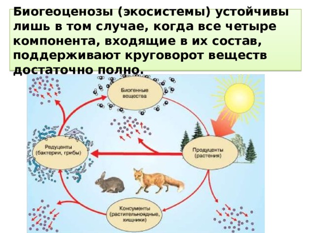 Биогеоценозы (экосистемы) устойчивы лишь в том случае, когда все четыре компонента, входящие в их состав, поддерживают круговорот веществ достаточно полно. 