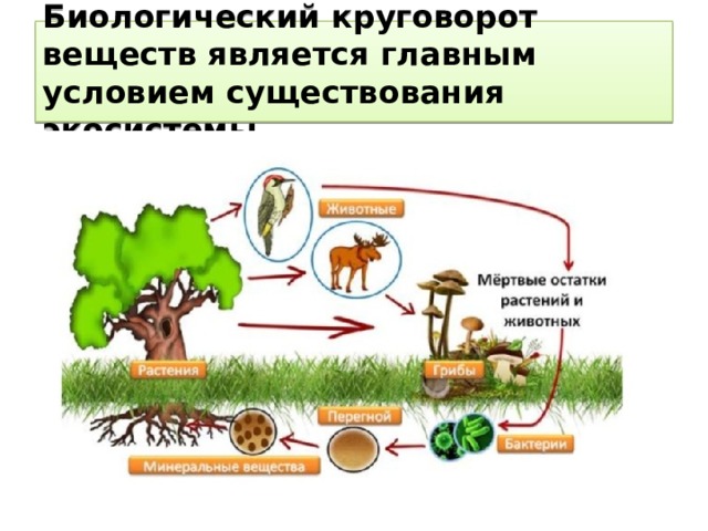 Биологический круговорот веществ является главным условием существования  экосистемы. 
