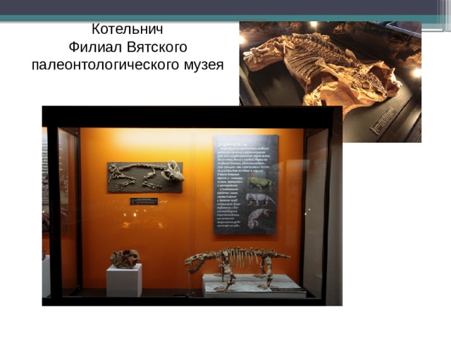 Котельнич Филиал Вятского палеонтологического музея