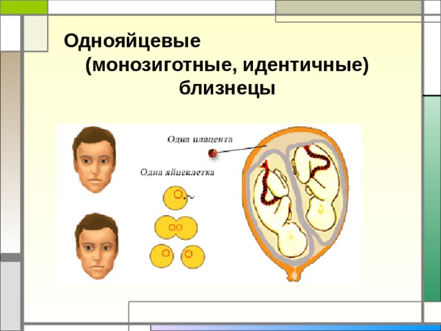 Однояйцевые (монозиготные, идентичные) близнецы 