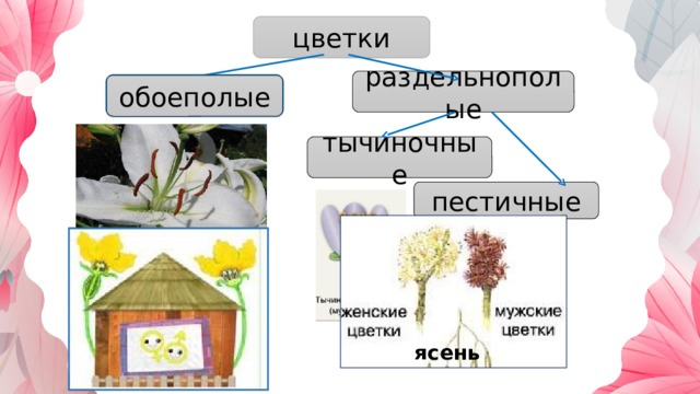 цветки раздельнополые обоеполые обоеполые тычиночные пестичные ясень 