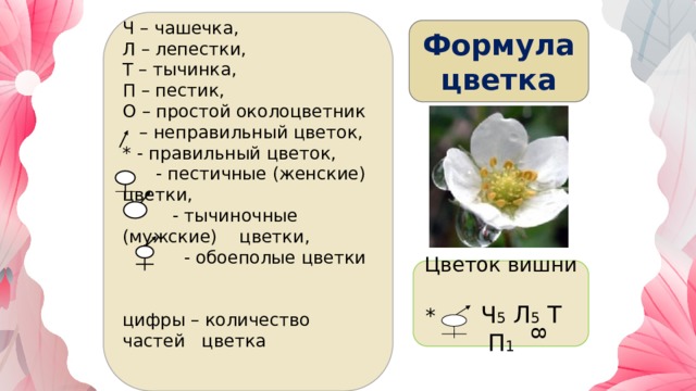 8 Ч – чашечка, Л – лепестки, Т – тычинка, П – пестик, О – простой околоцветник – неправильный цветок, * - правильный цветок,  - пестичные (женские) цветки,  - тычиночные (мужские) цветки,  - обоеполые цветки   цифры – количество частей цветка   Формула  цветка Цветок вишни * Ч 5 Л 5 Т П 1 