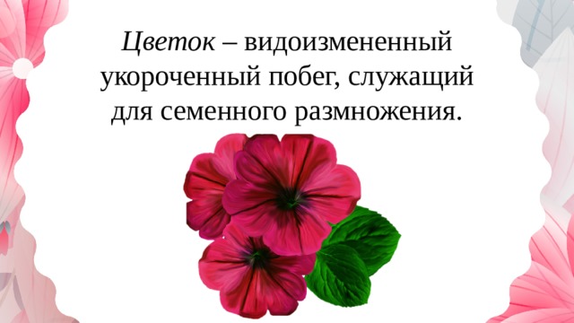 Цветок – видоизмененный укороченный побег, служащий для семенного размножения. 