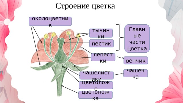 Строение цветка околоцветник Главные части цветка тычинки пестик лепестки венчик чашечка чашелистики цветоложе цветоножка 