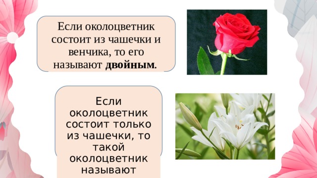 Что называют околоцветником 6. Околоцветник состоит из чашечки и венчика. Околоцветник у Сакуры. Цветок с простым околоцветником.