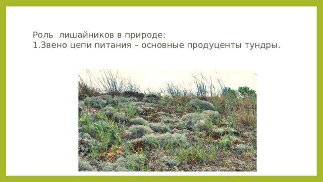  Роль лишайников в природе:  1.Звено цепи питания – основные продуценты тундры. 