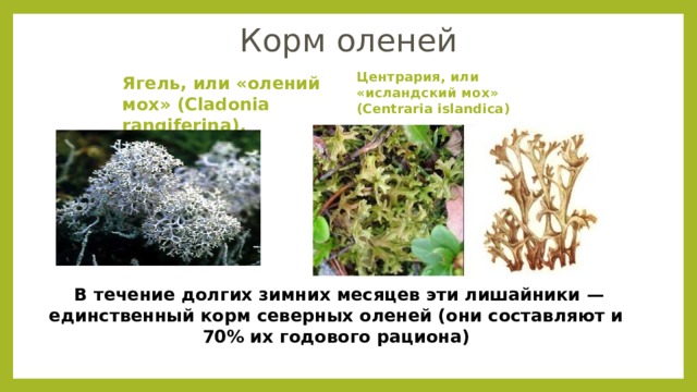 Корм оленей Центрария, или «исландский мох» (Centraria islandica) Ягель, или «олений мох» (Cladonia rangiferina),      В течение долгих зимних месяцев эти лишайники — единственный корм северных оленей (они составляют и 70% их годового рациона)  