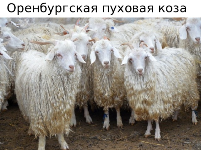 Оренбургская пуховая коза 