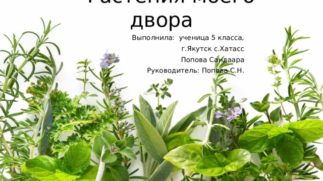 Растения моего двора Выполнила: ученица 5 класса, г.Якутск с.Хатасс Попова Сандаара Руководитель: Попова С.Н.