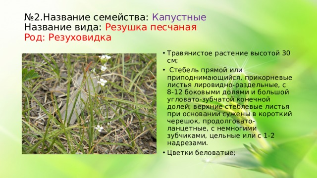 № 2.Название семейства: Капустные Название вида: Резушка песчаная Род: Резуховидка Травянистое растение высотой 30 см; Стебель прямой или приподнимающийся, прикорневые листья лировидно-раздельные, с 8-12 боковыми долями и большой угловато-зубчатой конечной долей; верхние стеблевые листья при основании сужены в короткий черешок, продолговато-ланцетные, с немногими зубчиками, цельные или с 1-2 надрезами. Цветки беловатые;