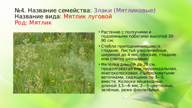 № 4. Название семейства: Злаки (Мятликовые) Название вида : Мятлик луговой Род: Мятлик Растение с ползучими и подземными побегами высотой 30-90 см; Стебли приподнимающиеся, гладкие. Листья узколинейные, шириной до 4 мм, плоские, гладкие или слегка шершавые; Метёлка длиной до 20 см, продолговатая или пирамидальная, многоколосковая, с шероховатыми веточками, сидящими по 3—5 вместе. Колоски яйцевидные, длиной 3,5—6 мм, 2—5-цветковые, зелёные, реже фиолетовые.