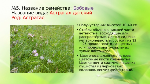 № 5. Название семейства: Бобовые Название вида: Астрагал датский Род: Астрагал Полукустарник высотой 10-40 см; Стебли обычно в нижней части ветвистые, восходящие или распростёртые. Листья сидячие, непарноперистые, состоят из 13—25 продолговато-ланцетных или продолговато-овальных тупых листочков; Цветоносы длиннее листьев; цветочные кисти головчатые. Цветки почти сидячие; чашечка пушистая из черноватых волосков, венчик фиолетовый.