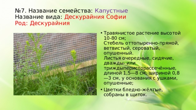 № 7. Название семейства: Капустные Название вида: Дескурайния Софии Род: Дескурайния Травянистое растение высотой 10-80 см; Стебель оттопыренно-прямой, ветвистый, сероватый, опушенный. Листья очередные, сидячие, дважды- или триждыперисторассечённые, длиной 1,5—8 см, шириной 0,8—3 см, у основания с ушками, опушенные; Цветки бледно-жёлтые, собраны в щиток.