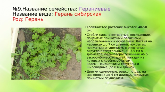 № 9.Название семейства: Гераниевые Название вида: Герань сибирская Род: Герань Травянистое растение высотой 40-50 см; Стебли сильно ветвистые, восходящие, покрытые прижатыми волосками, направленными к основанию. Листья на черешках до 7 см длиной, покрытых прижатым опушением, в очертании округло-пятиугольные, 3—3,5 см в диаметре, пальчаторассечённые на 5 узкоромбических долей, каждая из которых с крубнозубчатым краем. Прилистники треугольно-шиловидные, до 8 мм длиной; Цветки одиночные, редко по два, на цветоносах до 4 см длиной, покрытых прижатым опушением.