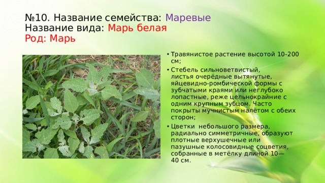 № 10. Название семейства: Маревые Название вида: Марь белая Род: Марь Травянистое растение высотой 10-200 см; Стебель сильноветвистый, листья очерёдные вытянутые, яйцевидно-ромбической формы с зубчатыми краями или неглубоко лопастные, реже цельнокрайние с одним крупным зубцом. Часто покрыты мучнистым налётом c обеих сторон; Цветки небольшого размера, радиально симметричные, образуют плотные верхушечные или пазушные колосовидные соцветия, собранные в метёлку длиной 10—40 см.