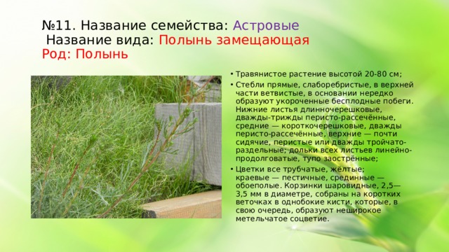 № 11. Название семейства: Астровые Название вида: Полынь замещающая Род: Полынь Травянистое растение высотой 20-80 см; Стебли прямые, слаборебристые, в верхней части ветвистые, в основании нередко образуют укороченные бесплодные побеги. Нижние листья длинночерешковые, дважды-трижды перисто-рассечённые, средние — короткочерешковые, дважды перисто-рассечённые, верхние — почти сидячие, перистые или дважды тройчато-раздельные; дольки всех листьев линейно-продолговатые, тупо заострённые; Цветки все трубчатые, жёлтые; краевые — пестичные, срединные — обоеполые. Корзинки шаровидные, 2,5—3,5 мм в диаметре, собраны на коротких веточках в однобокие кисти, которые, в свою очередь, образуют неширокое метельчатое соцветие.