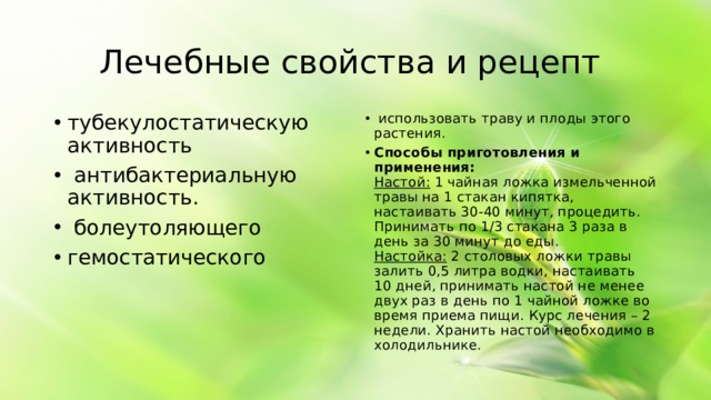 Лечебные свойства и рецепт тубекулостатическую активность антибактериальную активность. болеутоляющего гемостатического использовать траву и плоды этого растения. Способы приготовления и применения: Настой: 1 чайная ложка измельченной травы на 1 стакан кипятка, настаивать 30-40 минут, процедить. Принимать по 1/3 стакана 3 раза в день за 30 минут до еды. Настойка: 2 столовых ложки травы залить 0,5 литра водки, настаивать 10 дней, принимать настой не менее двух раз в день по 1 чайной ложке во время приема пищи. Курс лечения – 2 недели. Хранить настой необходимо в холодильнике.