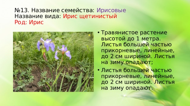 № 13. Название семейства: Ирисовые Название вида: Ирис щетинистый Род: Ирис Травянистое растение высотой до 1 метра. Листья большей частью прикорневые, линейные, до 2 см шириной. Листья на зиму опадают; Листья большей частью прикорневые, линейные, до 2 см шириной. Листья на зиму опадают.