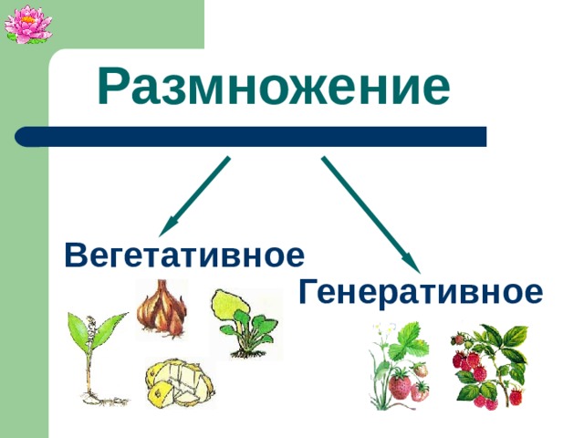 Размножение Вегетативное Генеративное