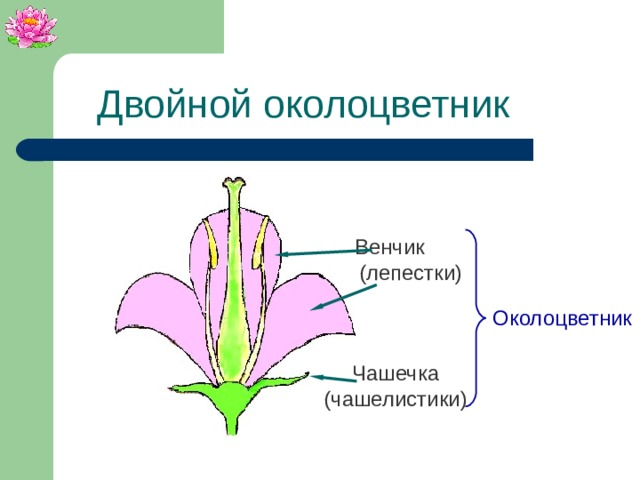 Простой околоцветник фото