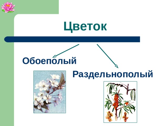 Цветок Обоеполый Раздельнополый