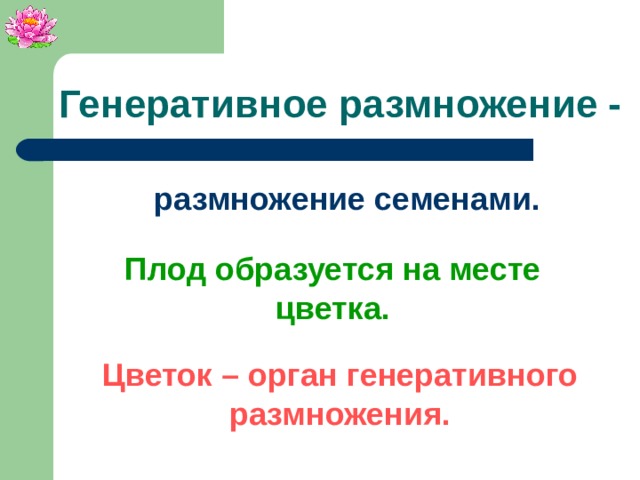 Генеративное размножение - размножение семенами. Плод образуется на месте цветка. Цветок – орган генеративного размножения.