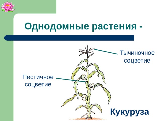 Строение кукурузы схема биология 6 класс