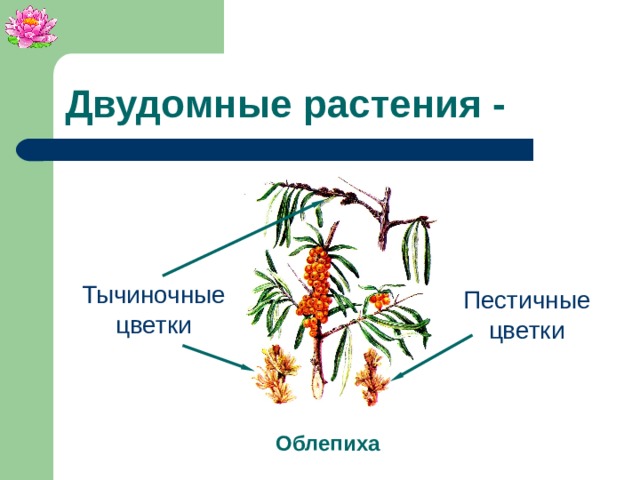 Двудомные растения - Тычиночные цветки Пестичные цветки Облепиха